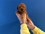 Oyuncak Surat Red Poodle Yavrularimiz
