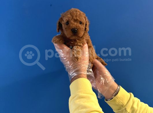 Oyuncak Surat Red Poodle Yavrularimiz görsel