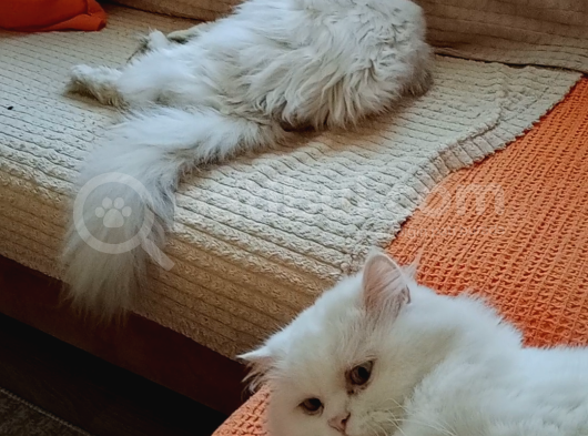 Sahibimi Arıyorum görsel
