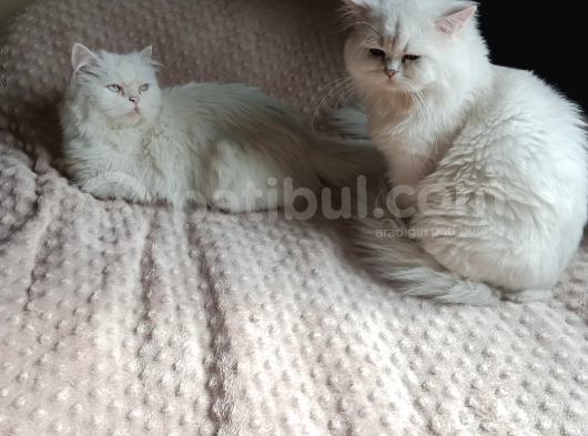 Sahibimi Arıyorum görsel