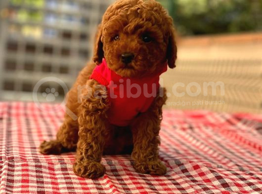 TOY POODLE ANNE ALTINDAN