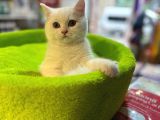 SHOW KALİTE BİBLO GÜZELLİĞİNDE BEMBEYAZ BRİTİSH SHORTHAİR