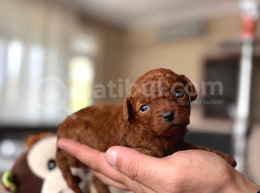 Mi̇ni̇ci̇k Teacup Yavrular görsel