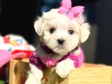 Maltese Aşkı Başka Yavru Köpeklerimiz Sahiplerini Bekliyor