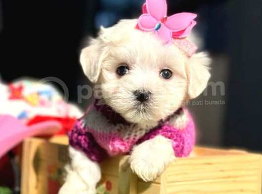 Maltese Aşkı Başka Yavru Köpeklerimiz Sahiplerini Bekliyor görsel