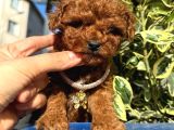 poodle bebeklerim