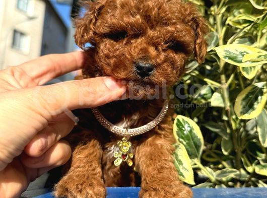 poodle bebeklerim