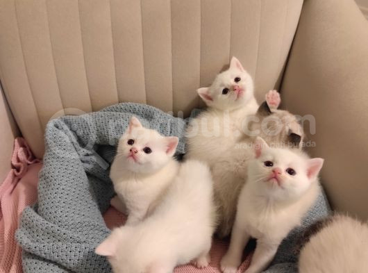 Orijinal Safkan British Blue Point Bebekler görsel