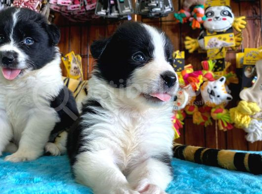Zekasıyla Şaşırtır Sevgisiyle Isıtır Border Collie Yoldaşı görsel