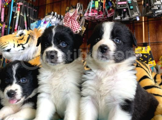 Zekasıyla Şaşırtır Sevgisiyle Isıtır Border Collie Yoldaşı görsel