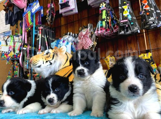Zekasıyla Şaşırtır Sevgisiyle Isıtır Border Collie Yoldaşı görsel