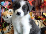 Zekasıyla Şaşırtır Sevgisiyle Isıtır Border Collie Yoldaşı