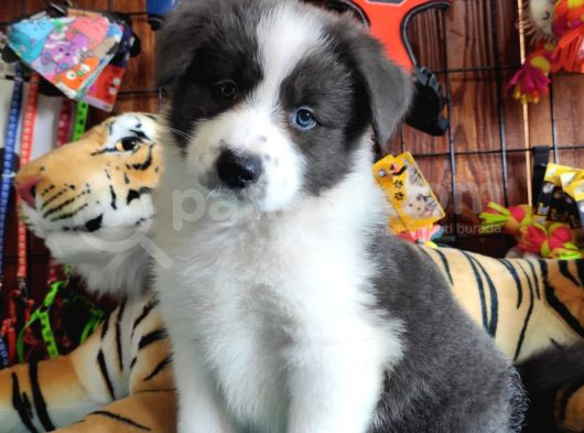 Zekasıyla Şaşırtır Sevgisiyle Isıtır Border Collie Yoldaşı