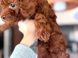 Toy Poodle Yavrular 