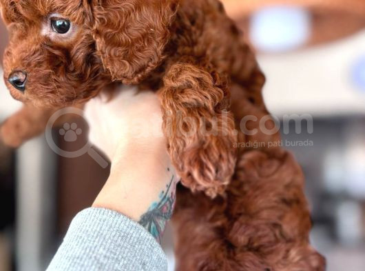 Toy Poodle Yavrular  görsel