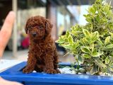 Orijinal Saf Kan Poodle