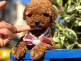 Poodle Bebeklerim