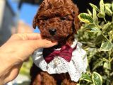 Orijinal saf kan poodle