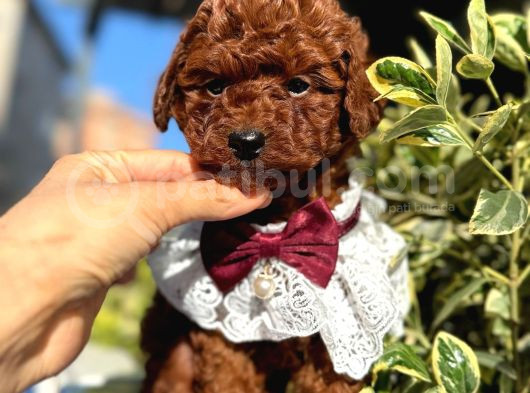 Orijinal saf kan poodle