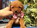 Poodle Bebeklerim