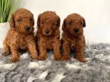 Deni̇zli̇ni̇n En Gözde Poodle Bebekleri̇