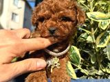 Poodle Bebeklerim