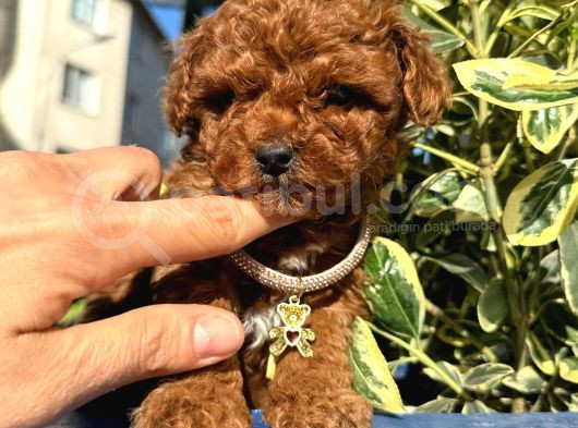 Poodle Bebeklerim görsel