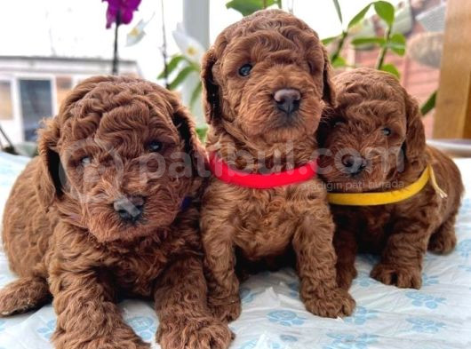 Deni̇zli̇ni̇n En Gözde Poodle Bebekleri̇