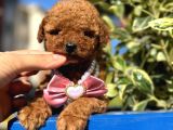 Poodle Bebeklerim