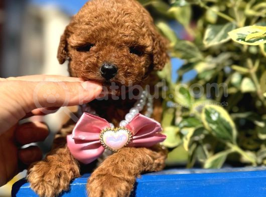 Poodle Bebeklerim görsel