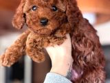 Toy Poodle Yavrular 