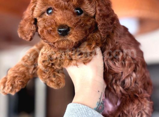 Toy Poodle Yavrular  görsel
