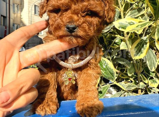 Poodle Bebeklerim görsel