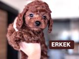 TOY POODLE YAVRULAR 