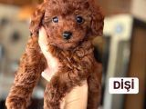 Toy Poodle Yavrular 