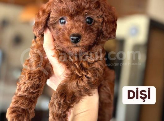 Toy Poodle Yavrular  görsel