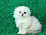 Beyaz Ve Kabarık Silver Scottish Fold Longhair Yavrumuz
