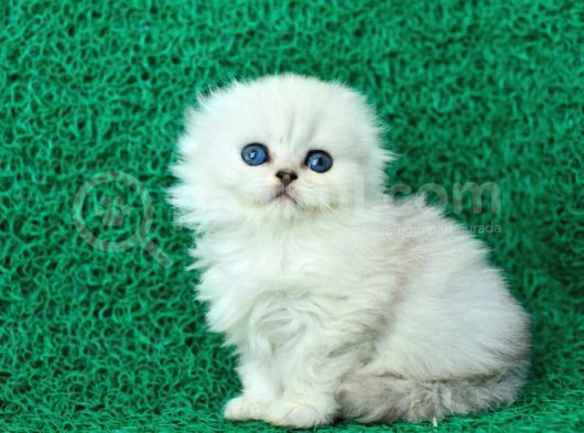 Beyaz Ve Kabarık Silver Scottish Fold Longhair Yavrumuz görsel