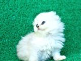 Beyaz Ve Kabarık Silver Scottish Fold Longhair Yavrumuz