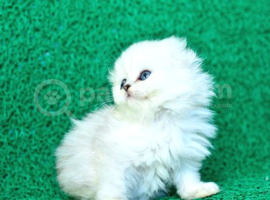 Beyaz Ve Kabarık Silver Scottish Fold Longhair Yavrumuz görsel