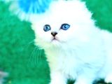 Beyaz Ve Kabarık Silver Scottish Fold Longhair Yavrumuz