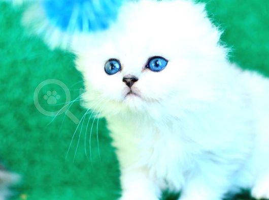 Beyaz Ve Kabarık Silver Scottish Fold Longhair Yavrumuz görsel