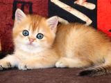 Cana Yakın Yavrumuz Golden British Shorthair