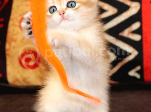 Cana Yakın Yavrumuz Golden British Shorthair görsel