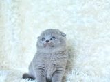 Kucak delisi Gri Scottish Fold Shorthair yavrumuz
