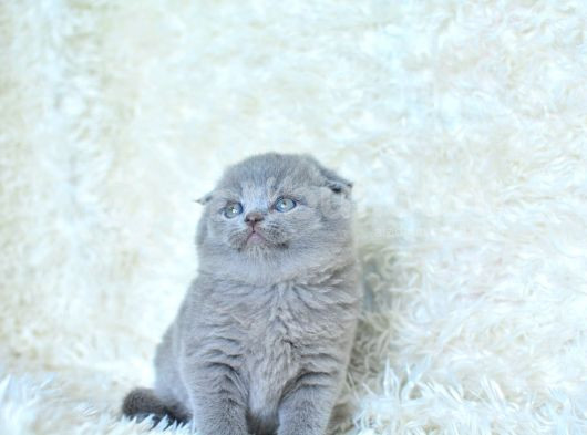 Kucak delisi Gri Scottish Fold Shorthair yavrumuz