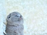 Kucak Delisi Gri Scottish Fold Shorthair Yavrumuz