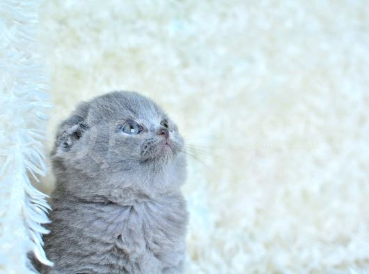 Kucak Delisi Gri Scottish Fold Shorthair Yavrumuz görsel