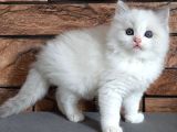 Oyuncu Ve Sosyal Ragdoll Yavrumuz