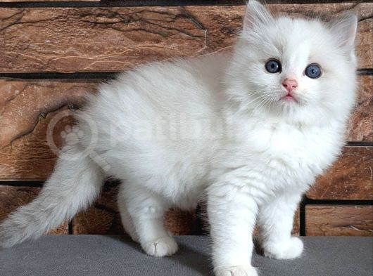 Oyuncu Ve Sosyal Ragdoll Yavrumuz görsel
